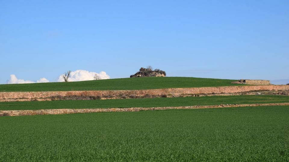 23.2.2025 Marges de pedra seca al castell de Rubiol  Guissona -  Ramon Sunyer